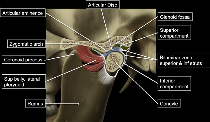 The figure illustrates the different components of the temporomandibular joint.