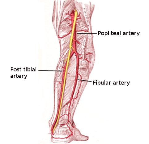 Posterior tibial artery