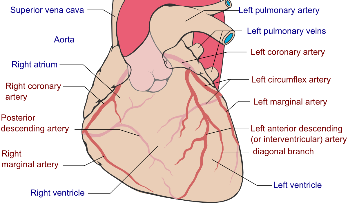 Coronary arteries