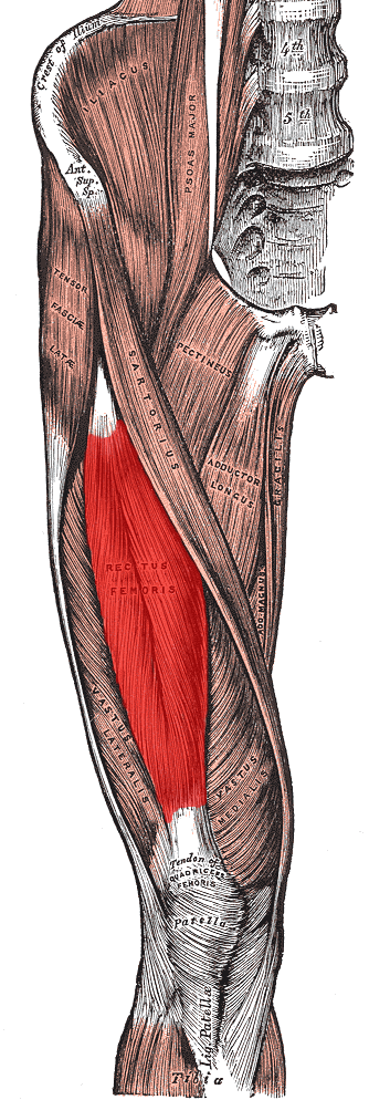 Rectus Femoris Muscle