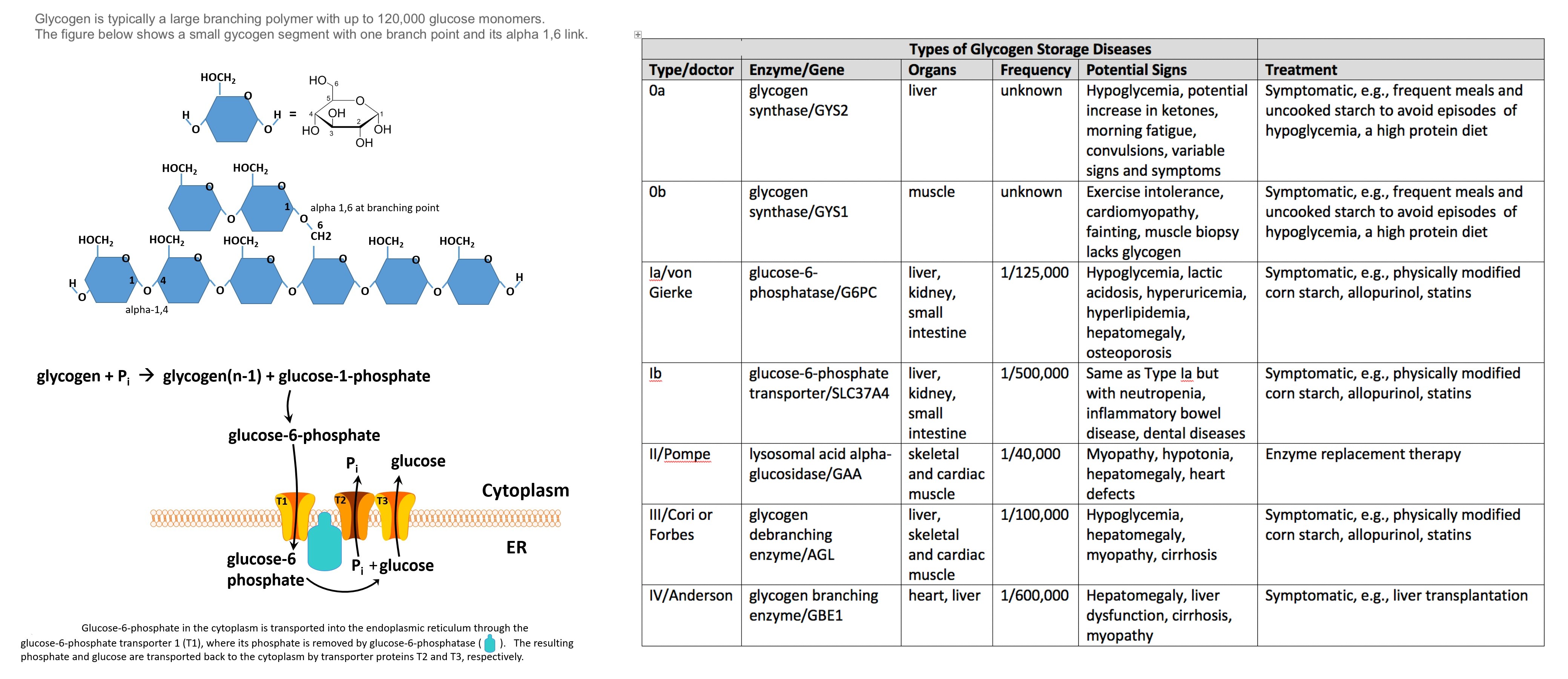 Glycogen Branching Polymer (left) 
Glycogen Storage Disease (right)