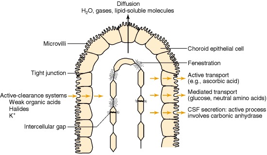 Blood—CSF barrier