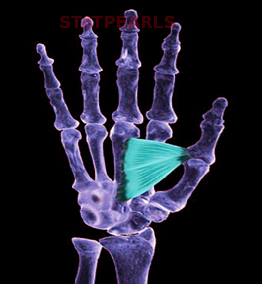 Adductor Pollicis