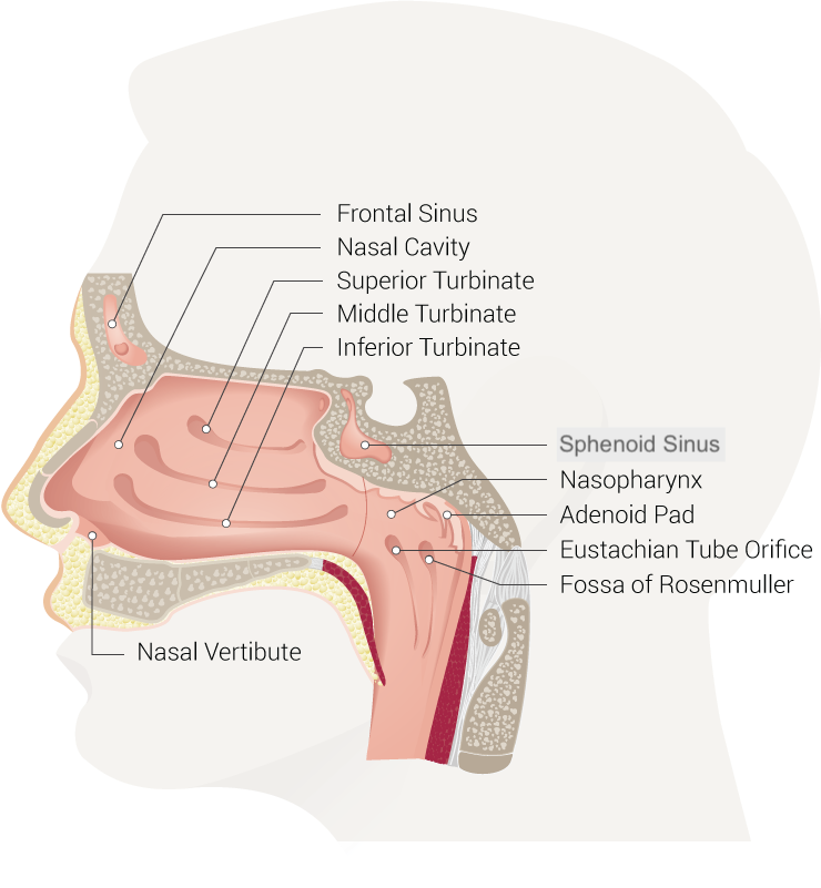 Nasal Cavity