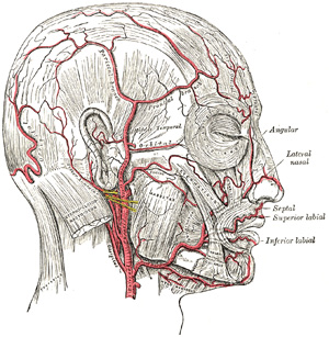 Arteries of the scalp