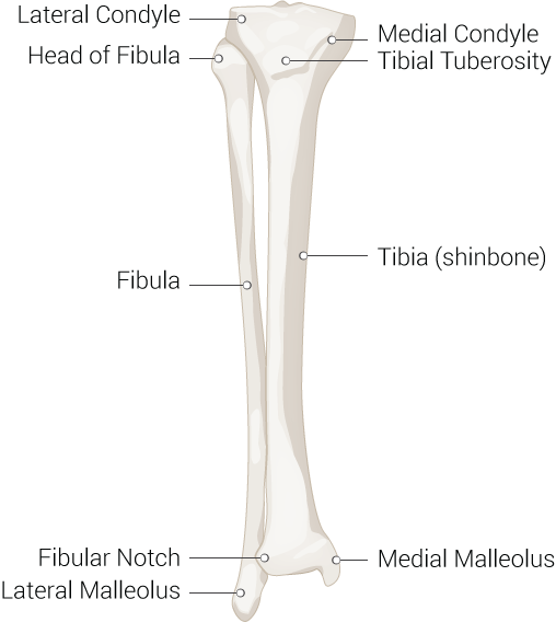 Inferior Leg Bones