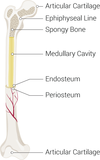 Bone Structure Illustration