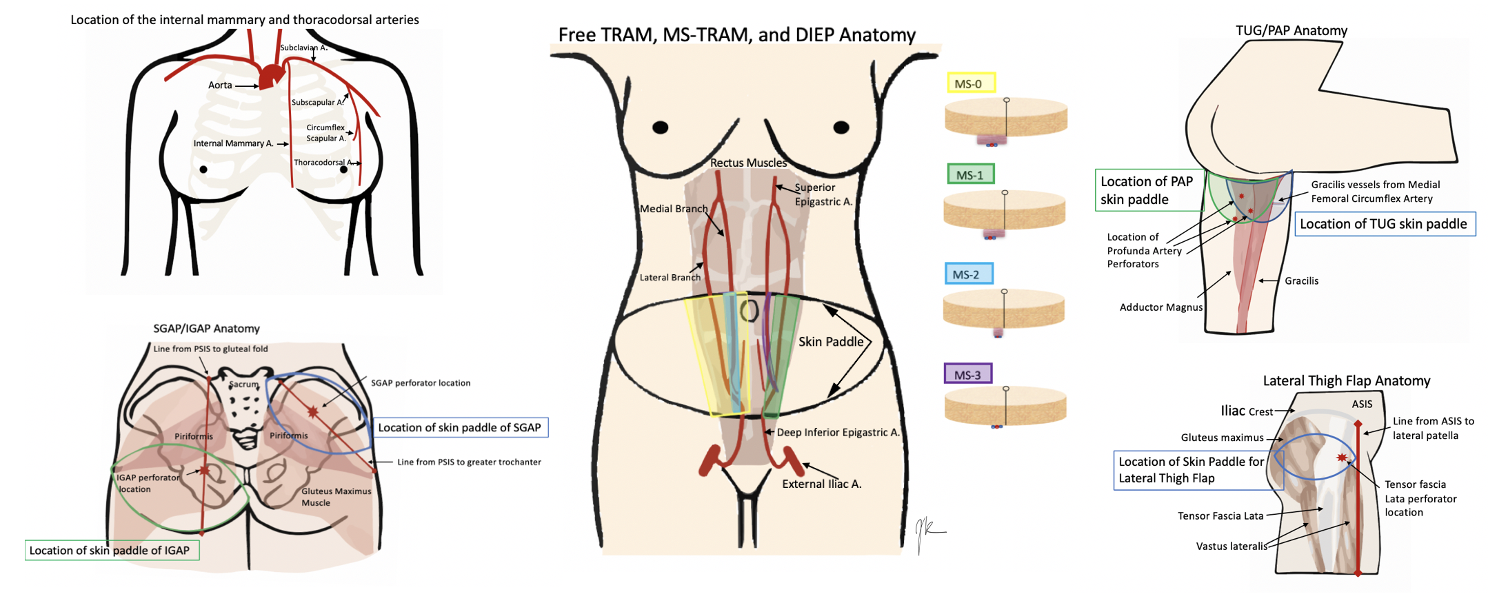 Anatomy of donor and recipient sites.