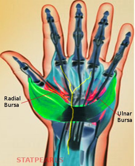 Ulnar bursa