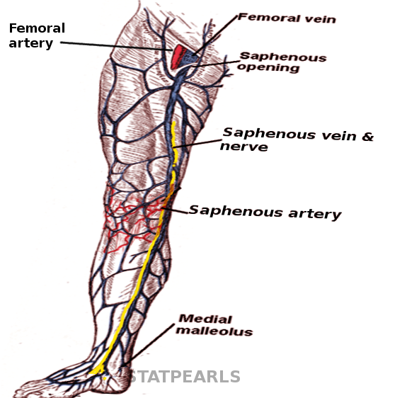 Saphenous neurovasculature