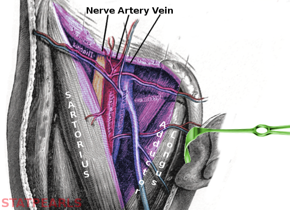 Femoral triangle