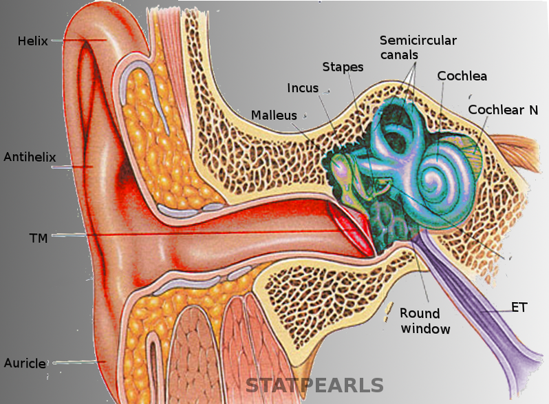 Ear Anatomy