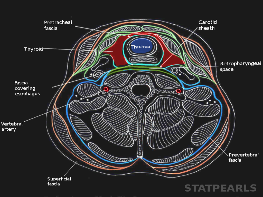 Deep neck fascia