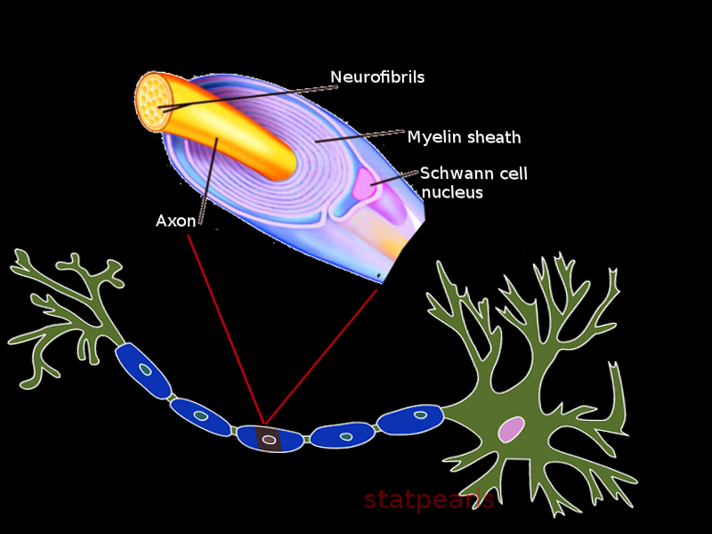 Nerve cell