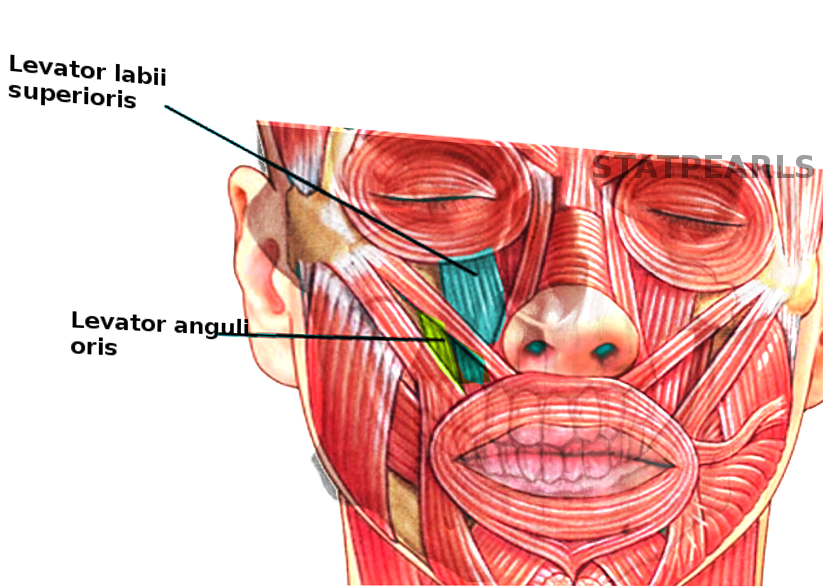 Levator labii superioris