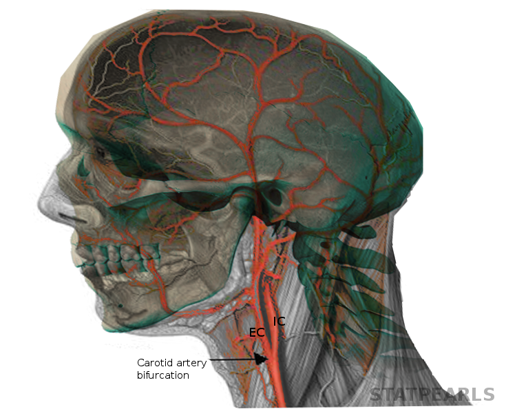 Carotid artery