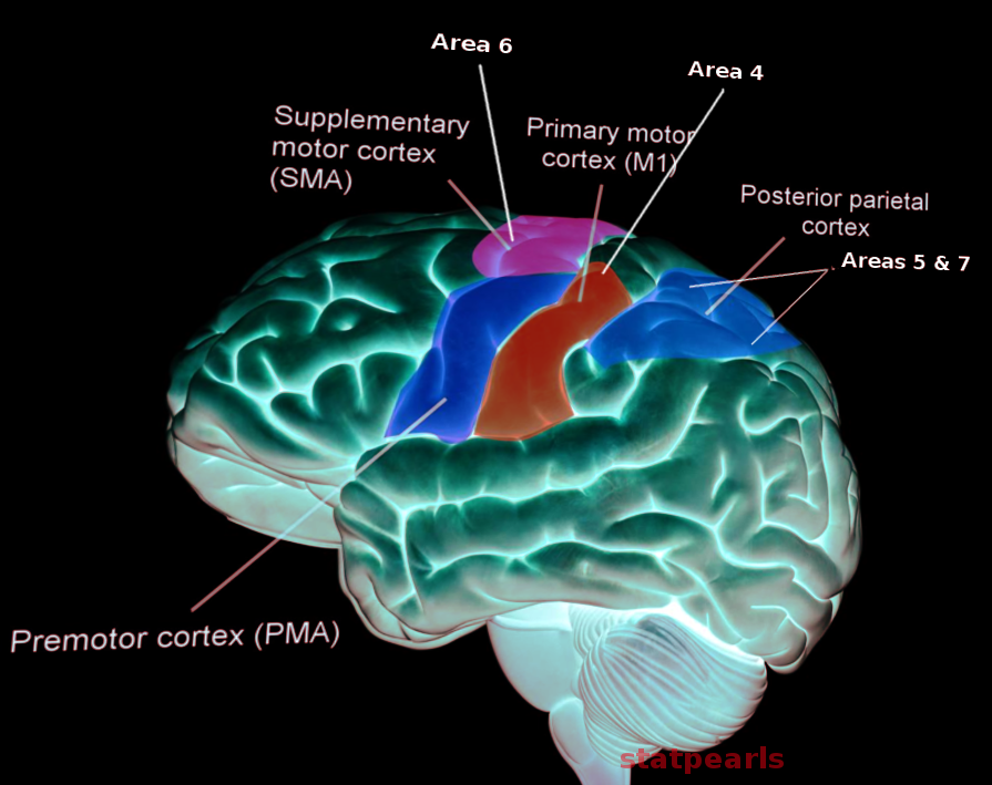 Motor cortex